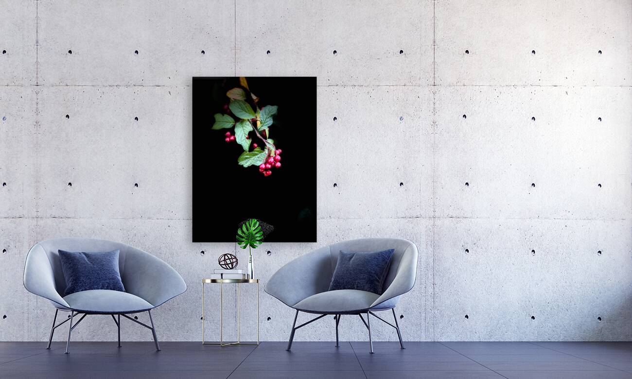 Cotoneaster in the Darkness Reproduction