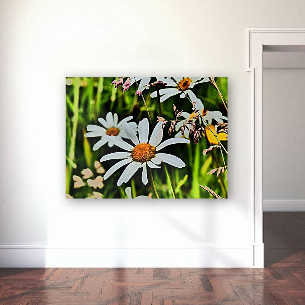  Wild Daises in the Scottish Highlands  Reproduction