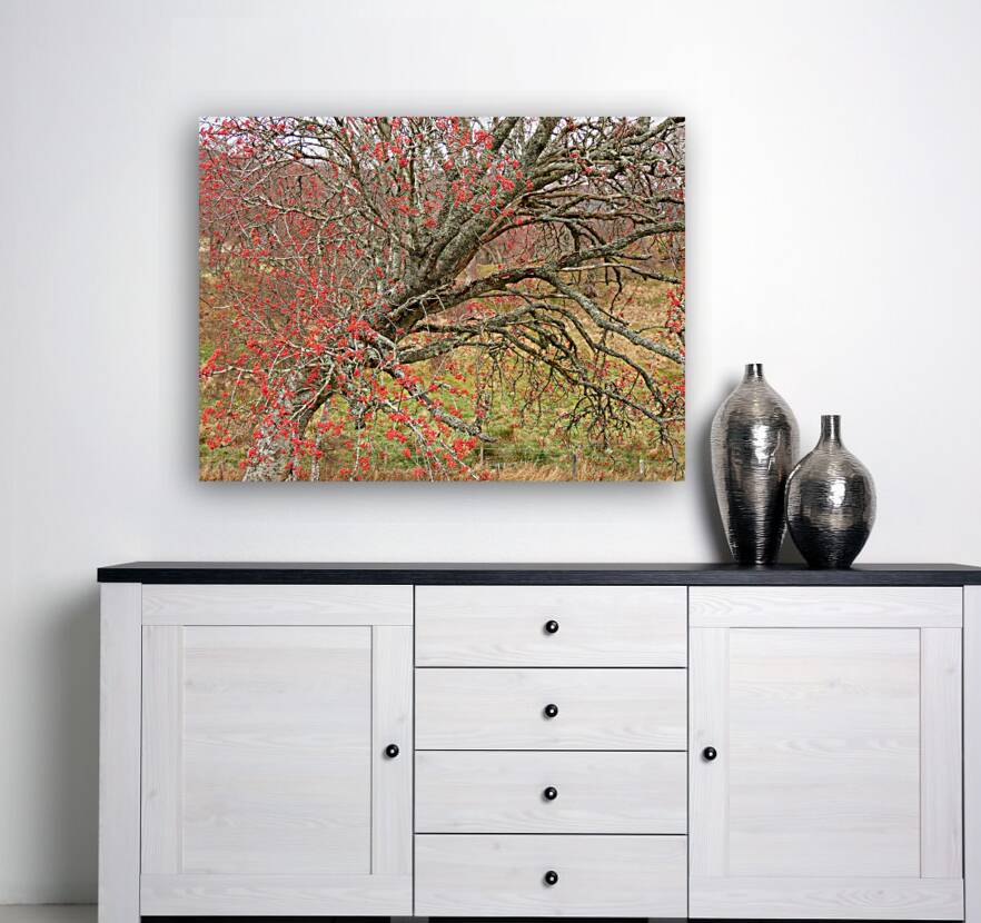 Scottish Highlands Rowan Tree   Reproduction