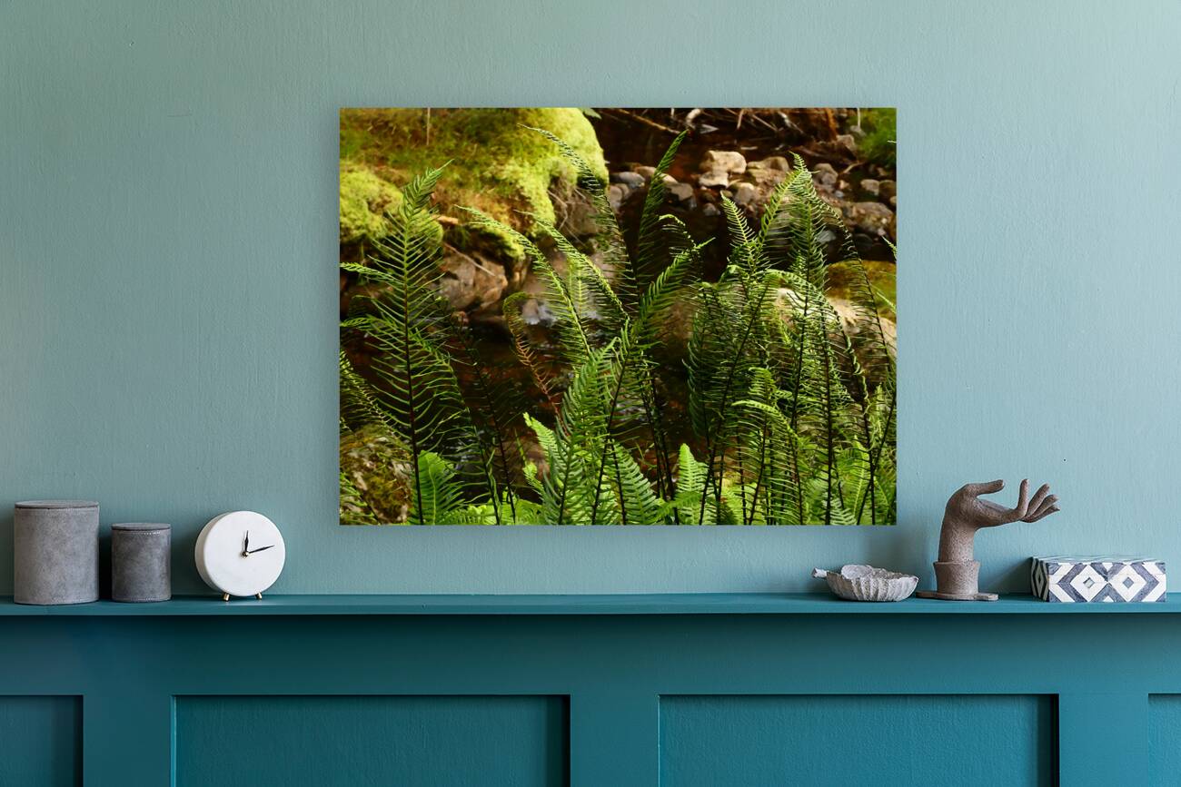 Summer Forest Ferns in the Scottish Highlands  Reproduction
