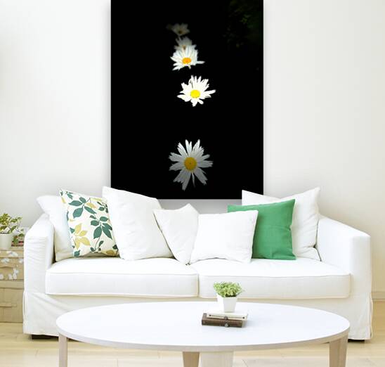 Portraits of Plants-Daises Out of Darkness Reproduction