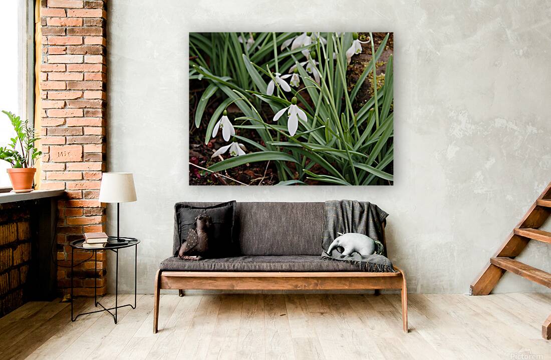  Natures Snowdrops                                                                                                                     Reproduction
