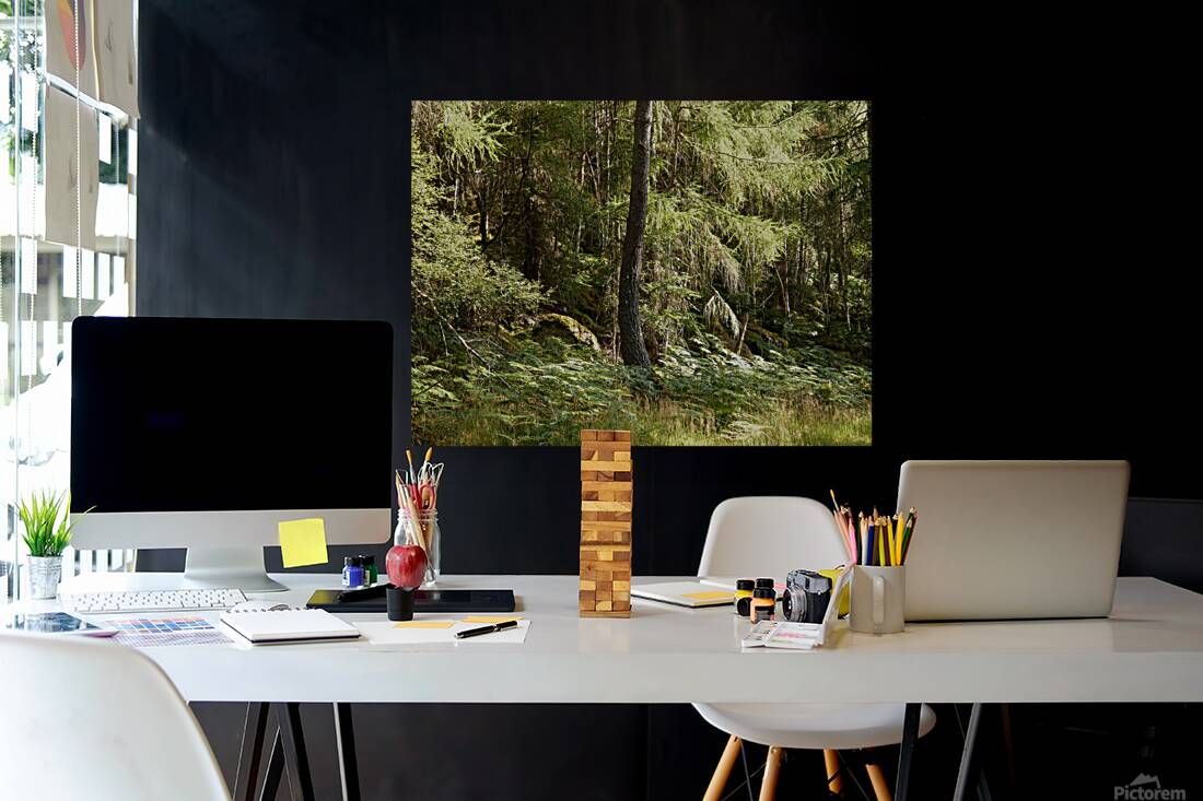 Scottish Highlands Summer Ferns in the Forest Reproduction