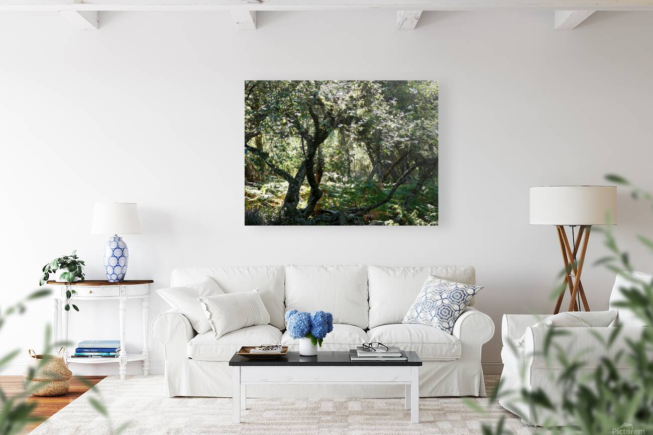 Scottish Highlands Mystical Birch Forest Reproduction