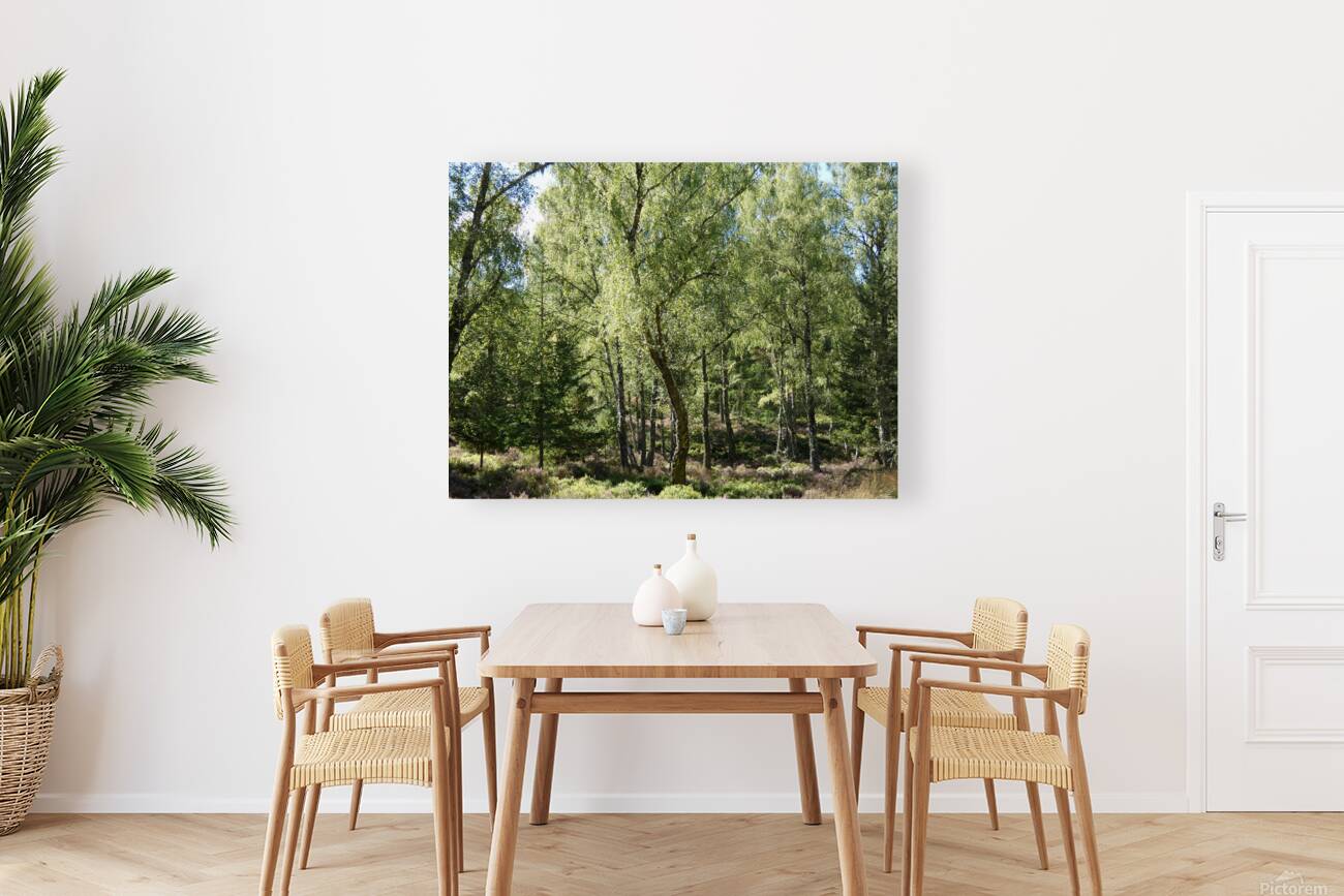 Scottish Highlands Summer Birch Forest  Reproduction