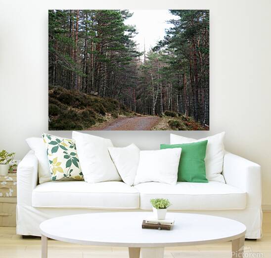 Winters Tranquil Forest Trail                                                                                                                      Reproduction
