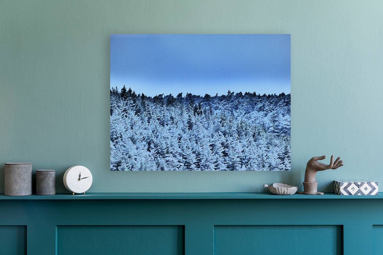 Mad March Pine Forest Snow Reproduction