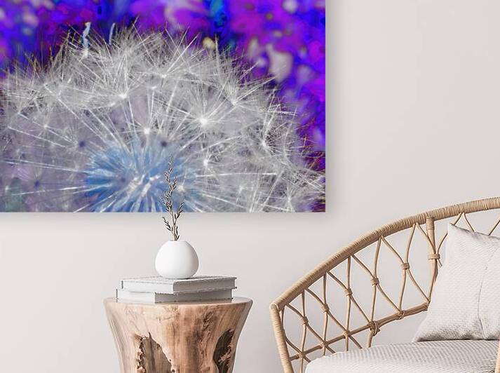 Abstract Coloured Dandelion Seeds Close Up Reproduction