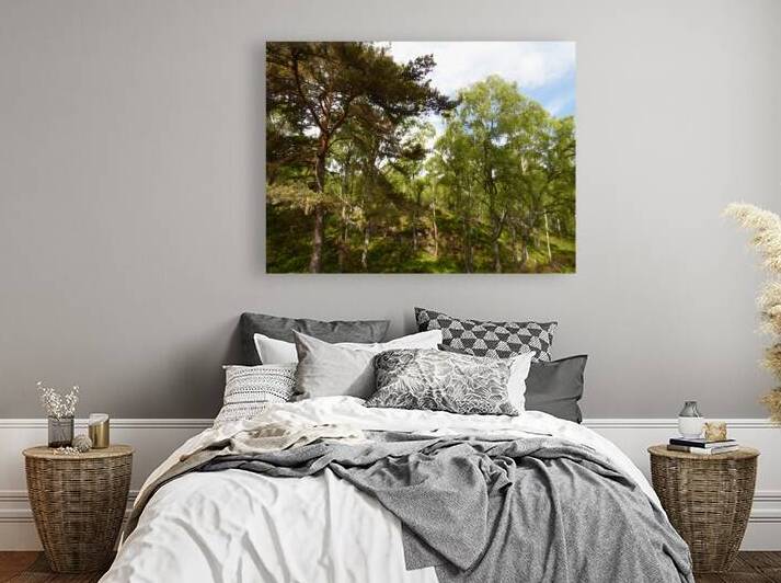 Impressionistic Scottish Highlands Forest   by Catriona Roberts Nature Photography and Designs