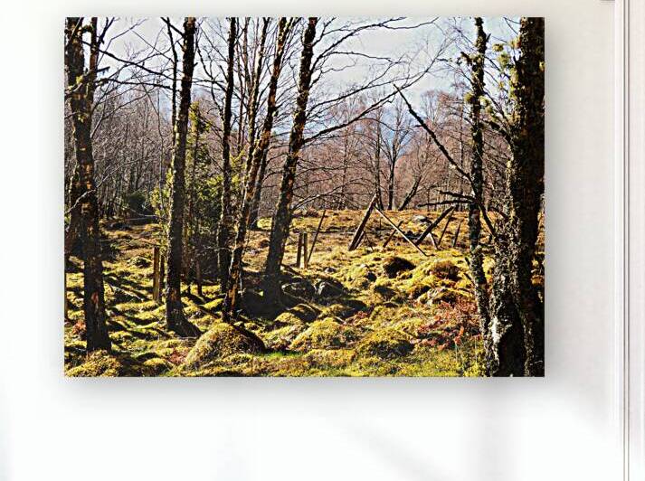 Spring Joy in the Forest                                                                                                                      by Catriona Roberts Nature Photography and Designs