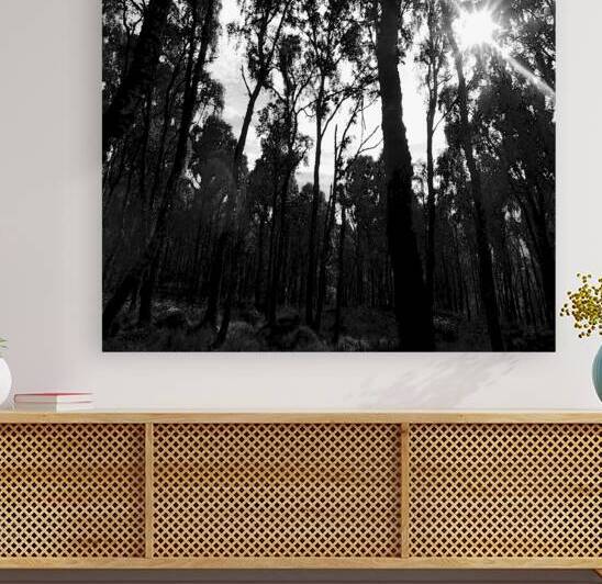 Impressionistic Dark Forest by Catriona Roberts Nature Photography and Designs