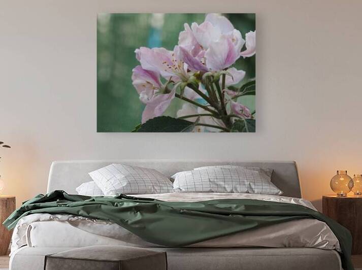  Spring Apple Blossoms                                                                                                                     by Catriona Roberts Nature Photography and Designs
