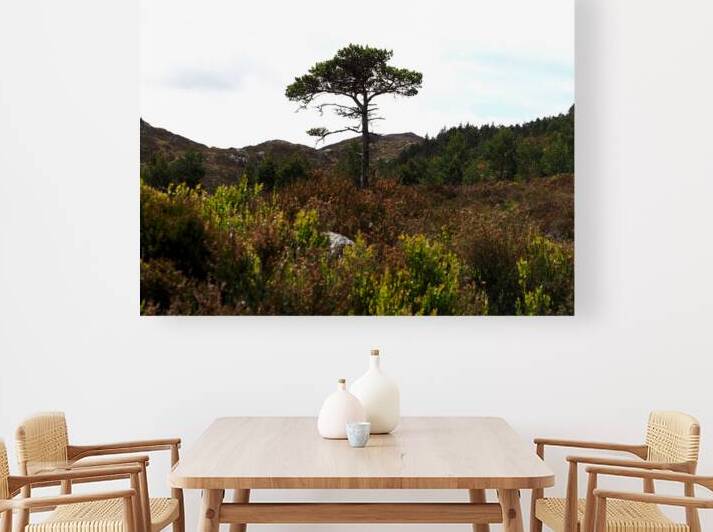  Lone Sentinel in the Scottish Highlands                                                                                                                     by Catriona Roberts Nature Photography and Designs