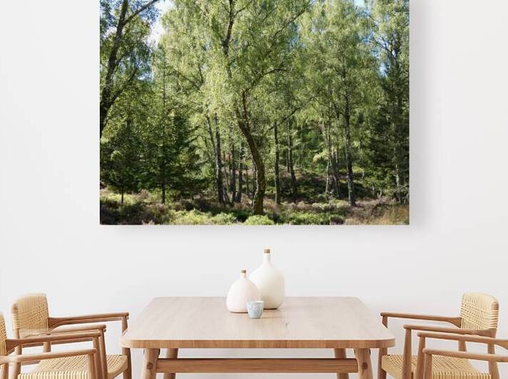 Scottish Highlands Summer Birch Forest  Reproduction