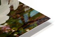 Daises Close Up HD Metal print