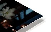 Daises in the Spotlight HD Metal print