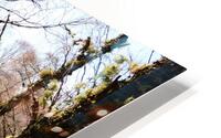 Spring Joy in the Forest                                                                                                                      HD Metal print