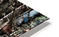 Pine Woods Sun                                                                                                                      HD Metal print