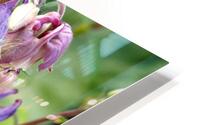 Spring Columbine                                                                                                                      HD Metal print
