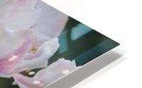  Spring Apple Blossoms                                                                                                                     HD Metal print