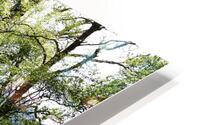 Scottish Highlands Spring                                                                                                        HD Metal print