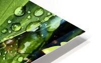 After The Rain HD Metal print