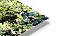 Natures Flow through the Scottish Highlands                                                                                                                      HD Metal print