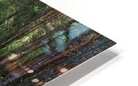 Scottish Heather Trail                                                                                                                       HD Metal print