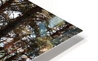 Scottish Highlands Pine Trail                                                                                                                       HD Metal print