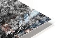 Scottish Highlands Black and White Forest HD Metal print