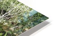 Scottish Highlands Path through the Birch Forest                                                                                                                      HD Metal print