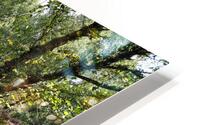  Scottish Highlands Sunlit Forest Path                                                                                                                     HD Metal print