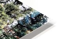 Scottish Highlands Serene  Birch Woodland Trail                                                                                                HD Metal print