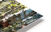 Amongst the Trees                                                                                                                   HD Metal print