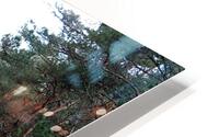 Winters Tranquil Forest Trail                                                                                                                      HD Metal print