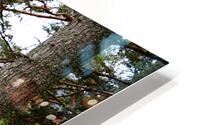 The  Pines Trail                                                                                                                      HD Metal print