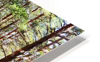  Sunshine in the Forest                                                                                                                   HD Metal print