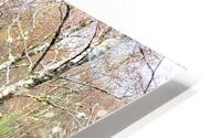  Spring Trail through the Birch Trees                                                                                                                       HD Metal print