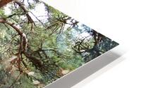 Winter Serene Pine Needles Trail                                                                                                                      HD Metal print