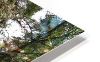  Sunny Forest Walk                                                                                                                     HD Metal print