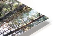 Sunshine in the Forest                                                                                                     HD Metal print
