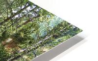  Summers Thriving Birch  Trail                                                                                                                    HD Metal print