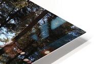  Summers Serene Forest Sunlight                                                                                                                     HD Metal print