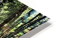 Summers Sunlit Forest Pathway                                                                                                                      HD Metal print
