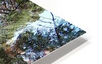 Summers Sunny Trail                                                                                                                  HD Metal print
