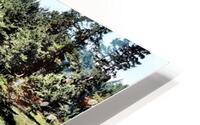  Tranquil Forest Lochan                                                                                                                     HD Metal print