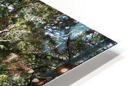Summers Sunlit Forest Path                                                                                                                      HD Metal print