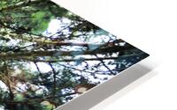  Pine Tree Looking Up From Below  HD Metal print