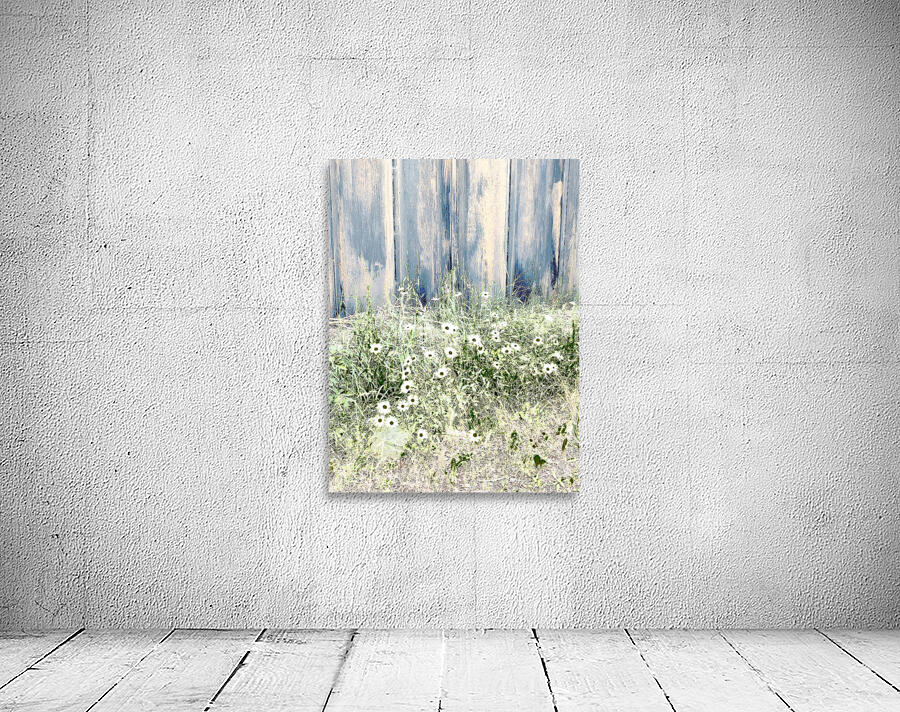 Serene Summer Daises  Wall Preview