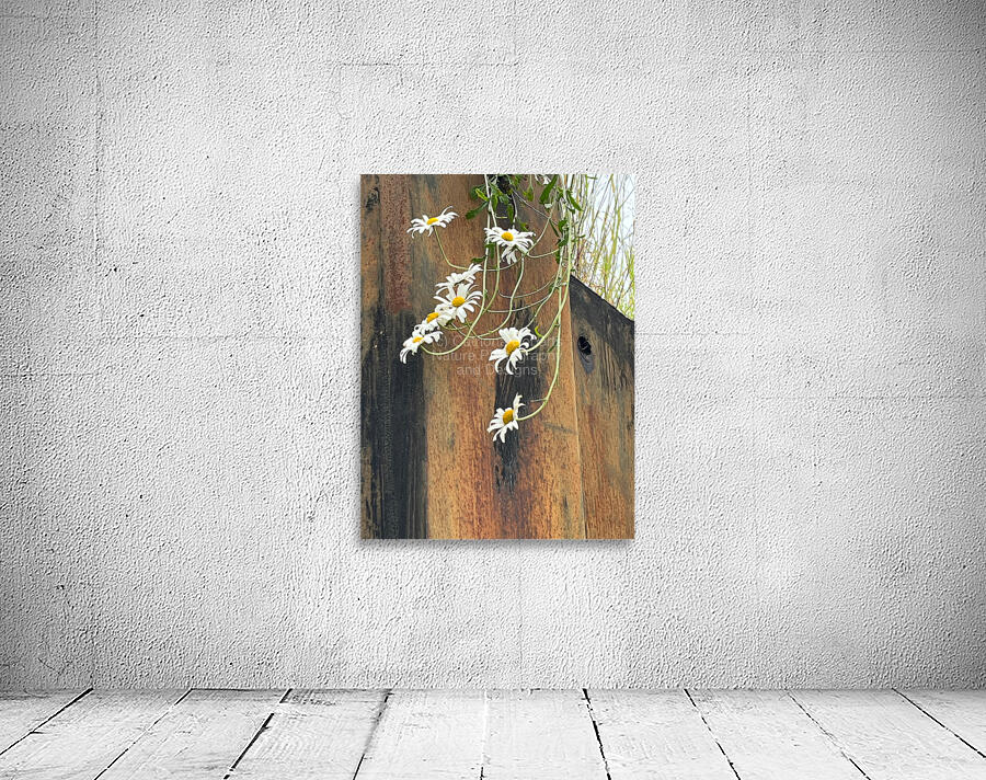  Impressionistic Summer Trailing Daises Wall Preview